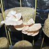 Mushroom Spawn (Oyster)
